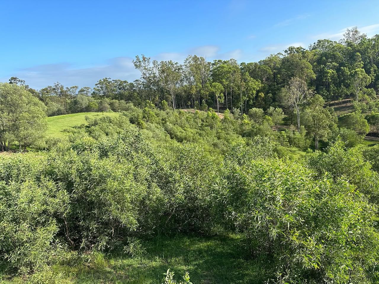 Before — chest-high wattle regrowth covering pasture at Kobble Creek