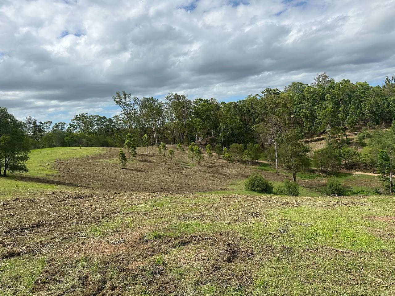 After — same Kobble Creek paddock with mature eucalypts retained, wattle regrowth gone, ground mulched